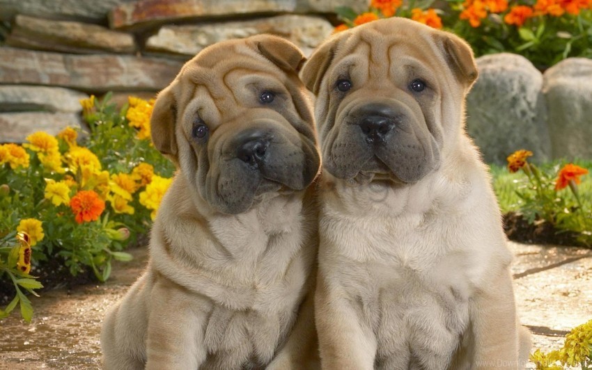 couple flowers folds grass puppies shar pei wallpaper ClearCut Background PNG Isolated Subject