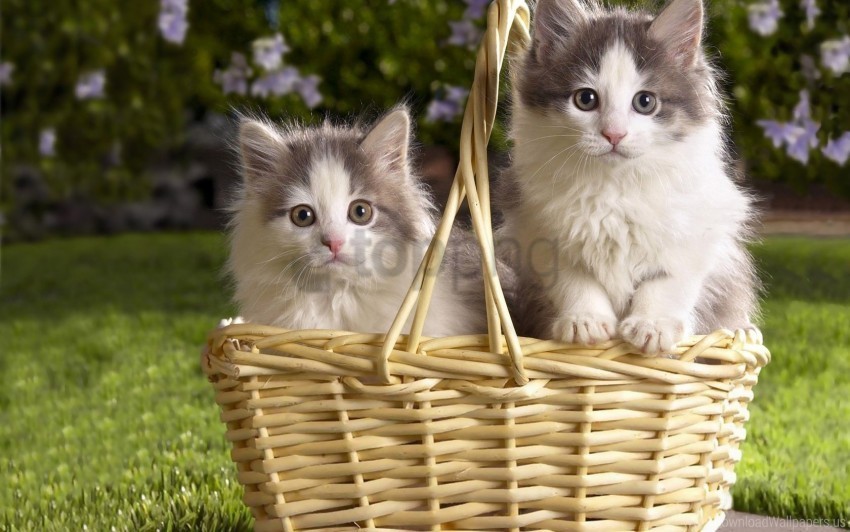 couple fluffy grass kittens wallpaper PNG for web design