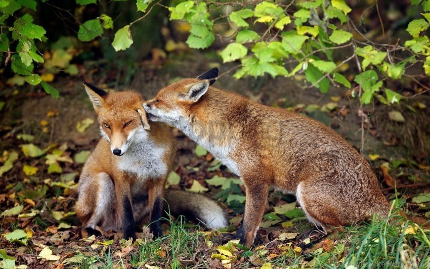 Couple Fox Grass Tenderness Wallpaper PNG With Isolated Background