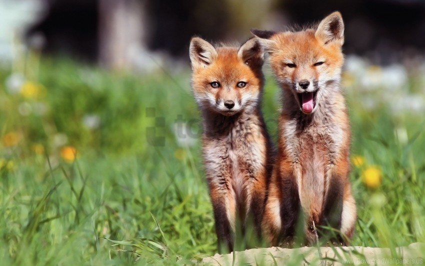 couple foxes sit wallpaper PNG transparent photos library