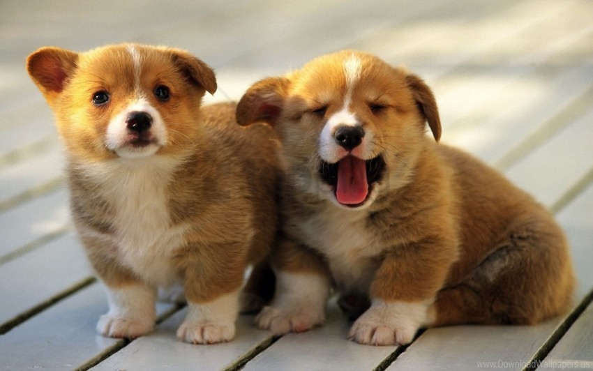 couple gaping muzzle puppies sitting wallpaper Free download PNG images with alpha channel diversity