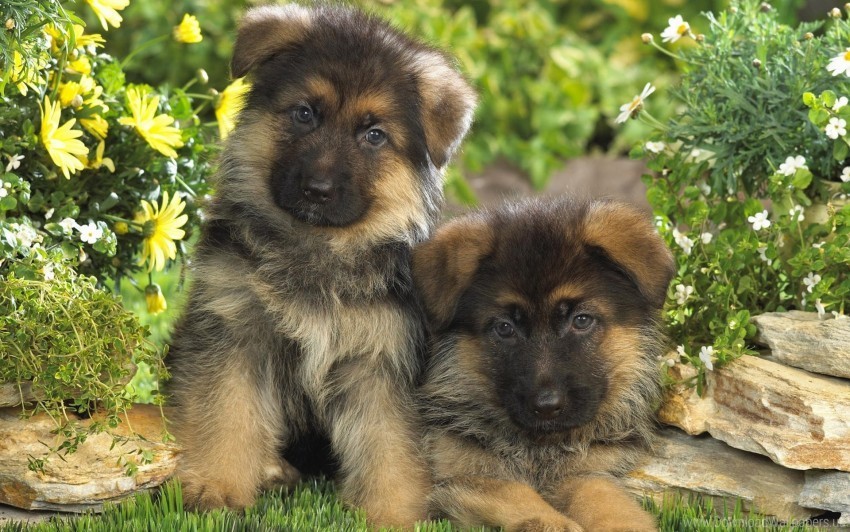 couple german shepherd grass puppies spotted wallpaper CleanCut Background Isolated PNG Graphic