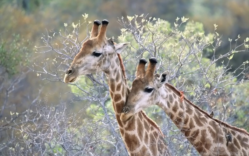 couple giraffes grass trees wallpaper PNG images with clear alpha layer