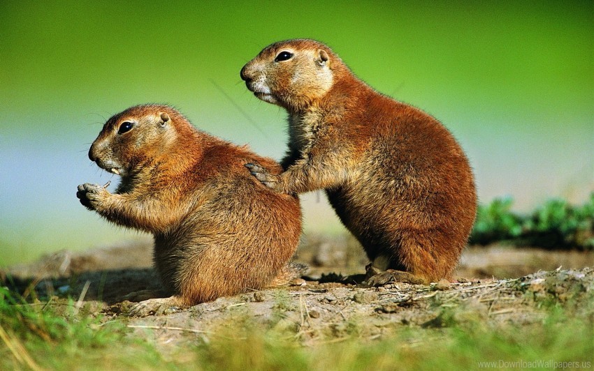 couple gophers grass sitting wallpaper PNG Isolated Object on Clear Background