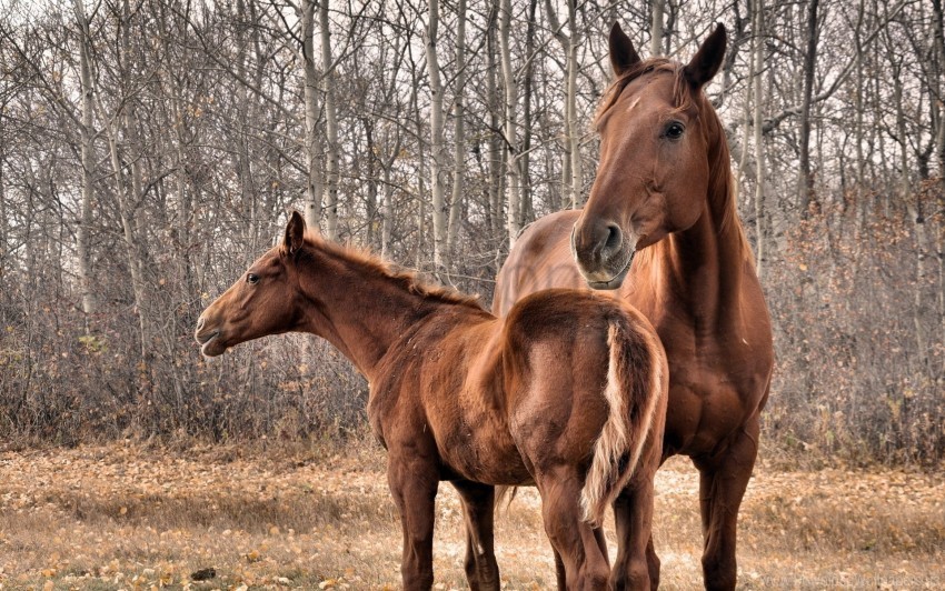 couple grass horse stallion trees wallpaper Free download PNG images with alpha transparency