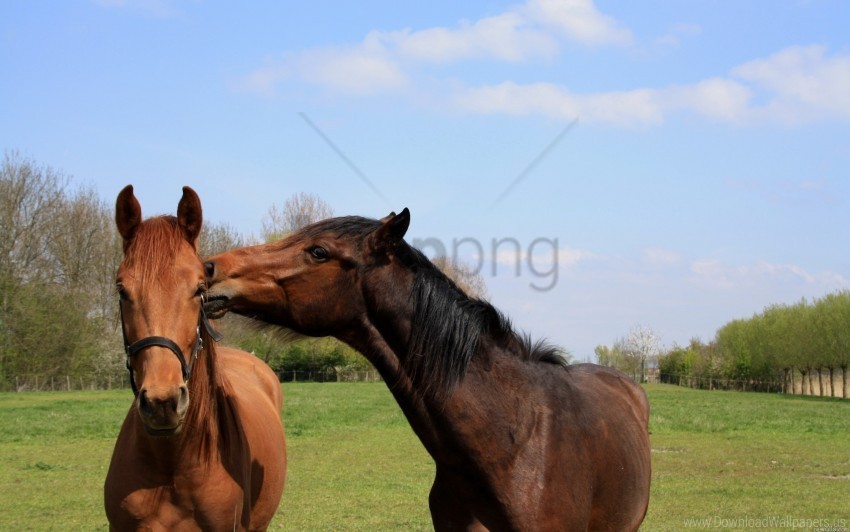 couple grass horses walk wallpaper PNG images with alpha channel diverse selection