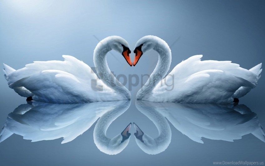 couple heart reflection white swans wallpaper PNG transparency