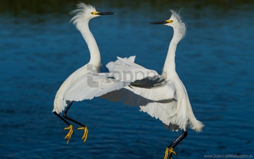 couple herons river water wallpaper PNG with Isolated Object