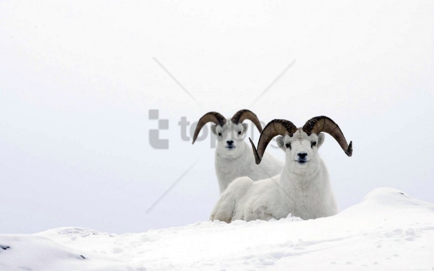 Couple Hills Horns Mountain Sheep Snow Wallpaper Clear PNG