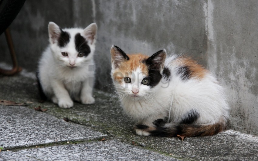 couple homeless kittens sitting wallpaper High-quality transparent PNG images comprehensive set