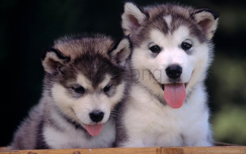 couple husky leisure puppies wallpaper PNG file with alpha