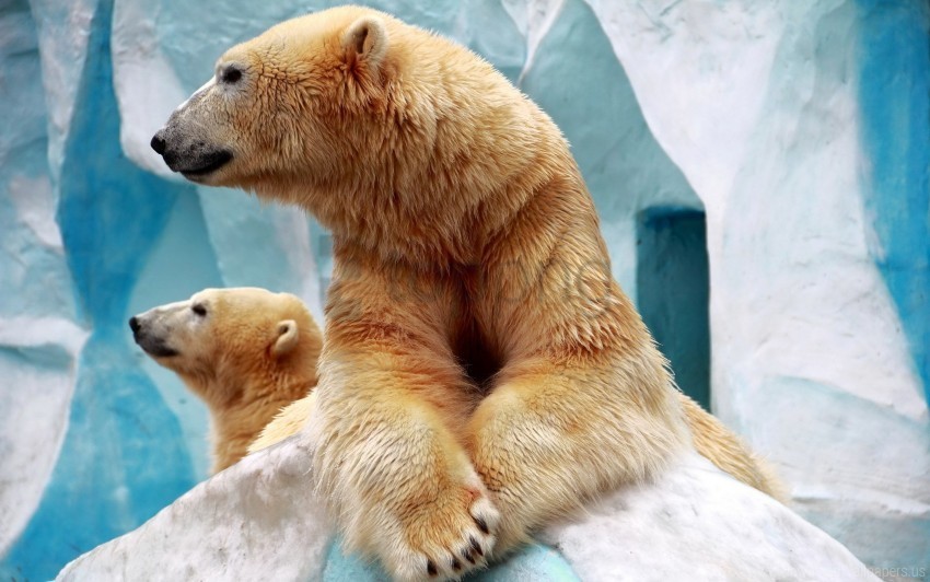 couple ice polar bears wallpaper Transparent PNG Artwork with Isolated Subject