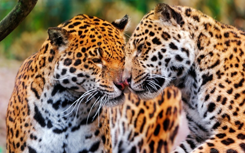 couple jaguars muzzle wild cat wallpaper PNG no background free