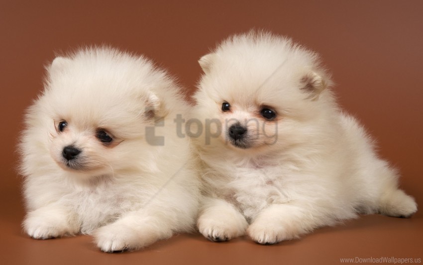 couple kids puppies wallpaper Isolated Element with Clear Background PNG