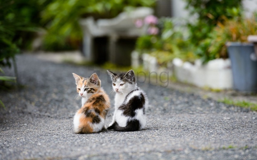 couple kittens sit wallpaper HighQuality Transparent PNG Element