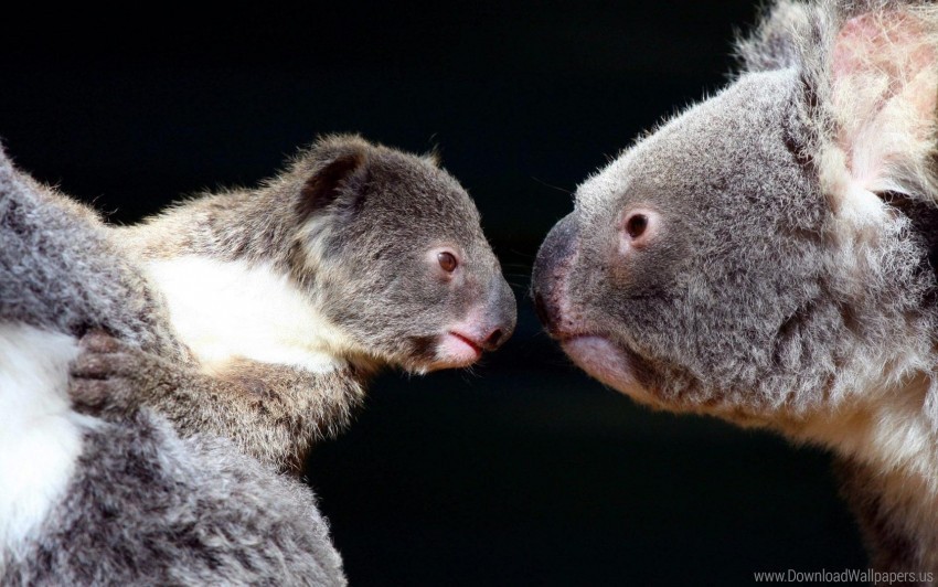 couple koalas tenderness wallpaper Isolated Character in Transparent PNG Format