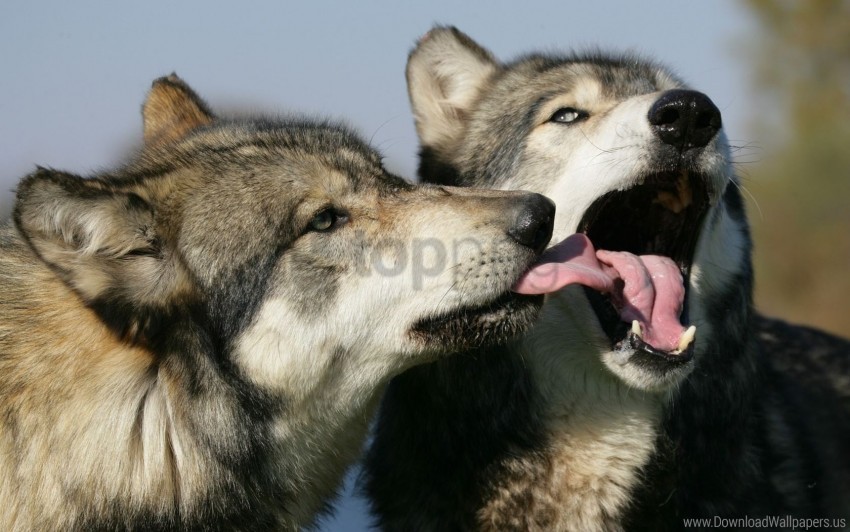couple lick wolves wallpaper Transparent Background Isolated PNG Design Element