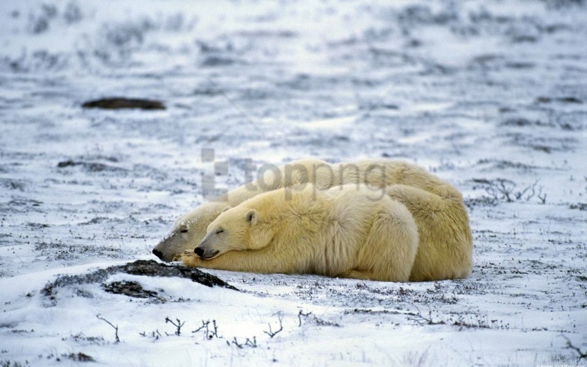 couple lie polar bear sleep snow wallpaper Isolated PNG Element with Clear Transparency
