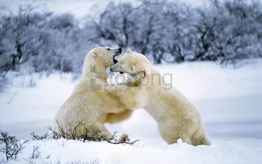 couple playful polar bear snow wallpaper Free download PNG with alpha channel extensive images