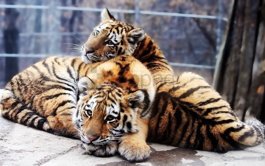 couple predators tenderness tigers wallpaper High-definition transparent PNG
