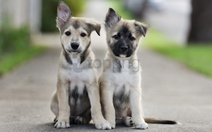 couple puppies sit wallpaper PNG for educational use