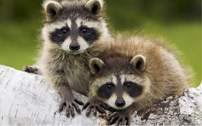 couple raccoons timber walk wallpaper PNG images with clear cutout