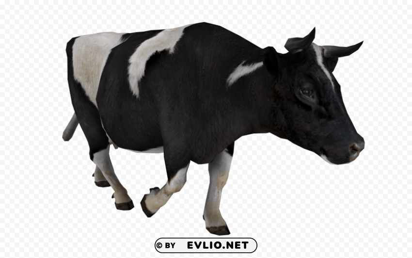 cow HighQuality Transparent PNG Isolated Element Detail