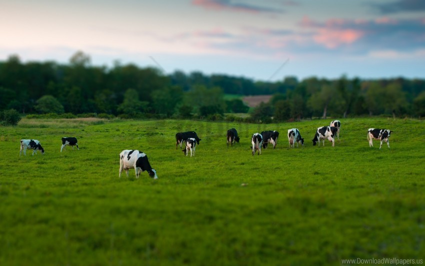 cows eating field grass grazing walking wallpaper Free download PNG with alpha channel