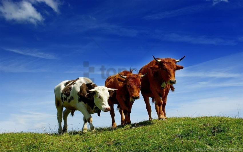 cows elevation grass grazing summer three wallpaper Clear background PNG images diverse assortment
