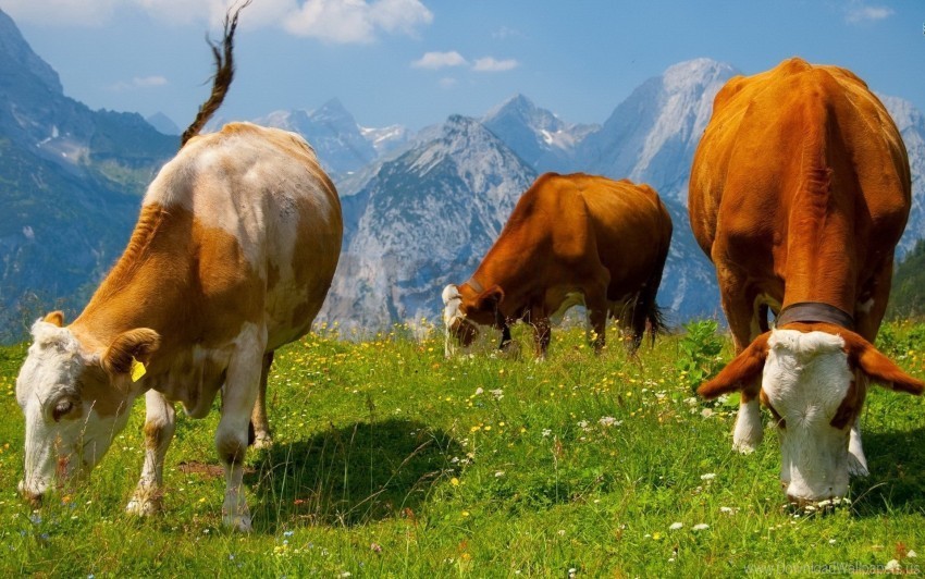 cows food grass graze wallpaper PNG with cutout background
