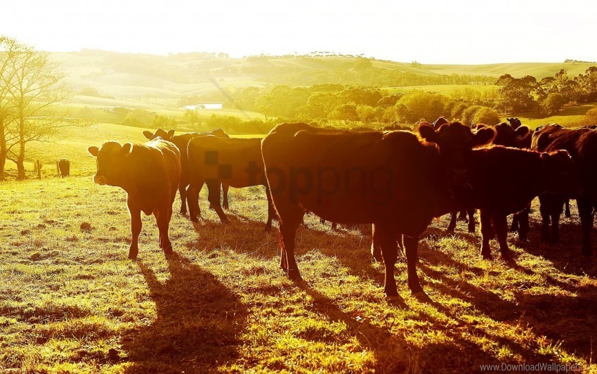 cows pasture sunset wallpaper PNG graphics with clear alpha channel selection
