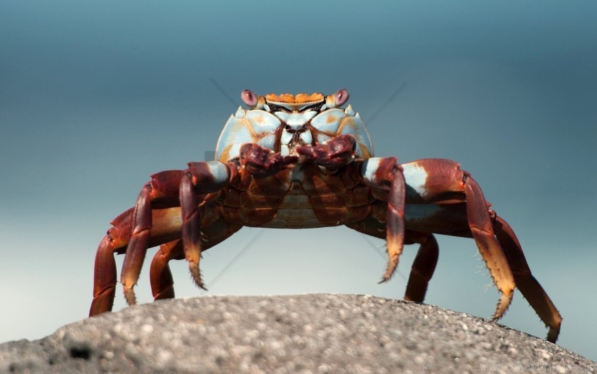 crab eyes rock sitting wallpaper Transparent Background Isolated PNG Design Element
