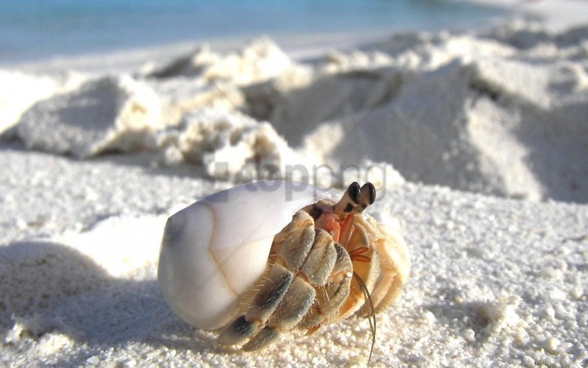 crab lurking macro sand wallpaper Transparent Background PNG Isolated Element