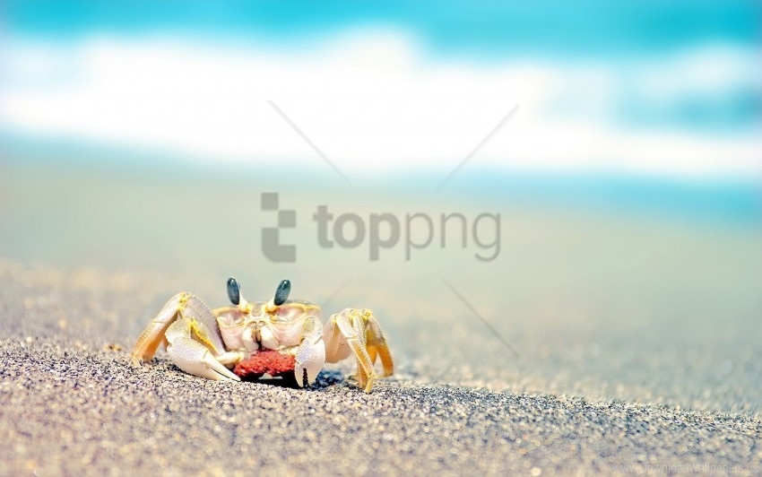 crab sand splashes waves wallpaper Transparent Background PNG Isolated Art