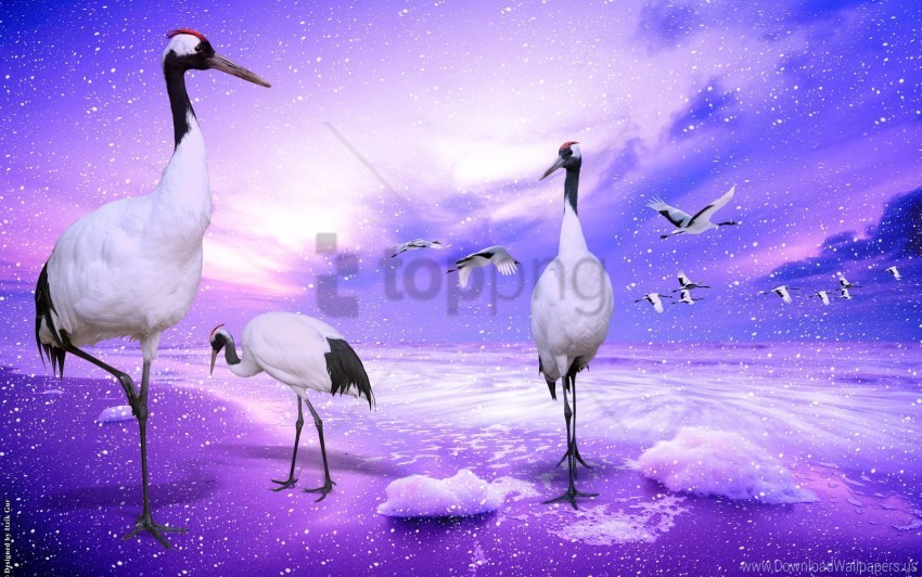 cranes crowned japan wallpaper Transparent PNG images for digital art