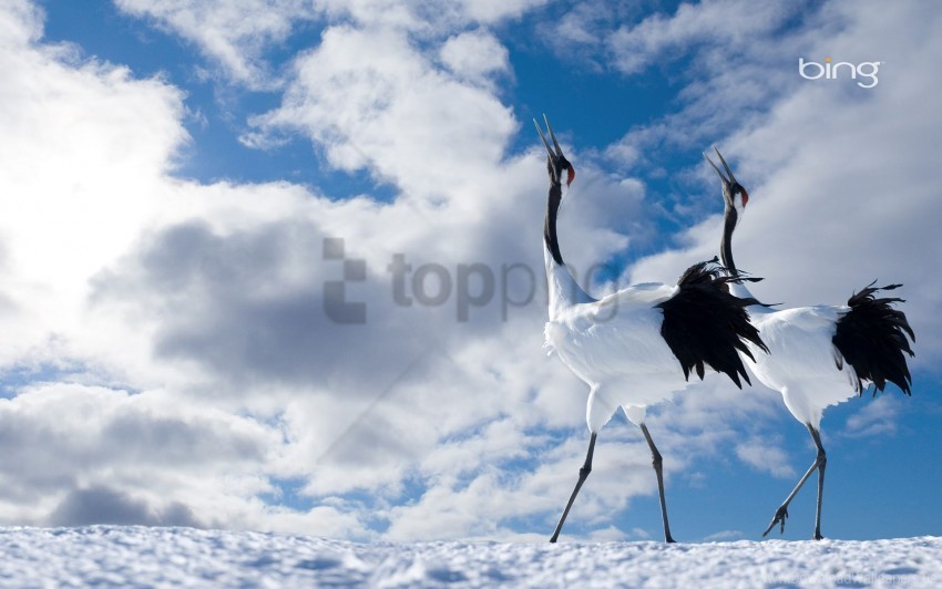 cranes japanese wallpaper Transparent background PNG images selection
