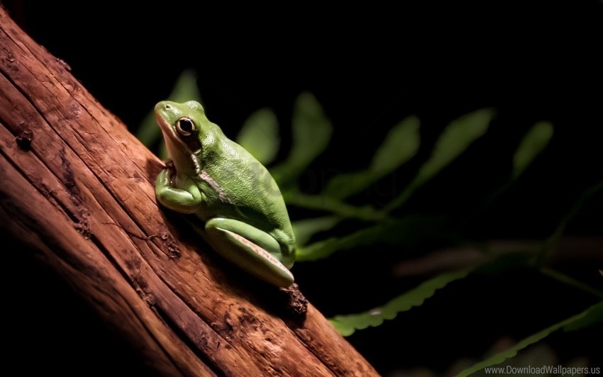 crawl frog paws tree wallpaper Free transparent PNG