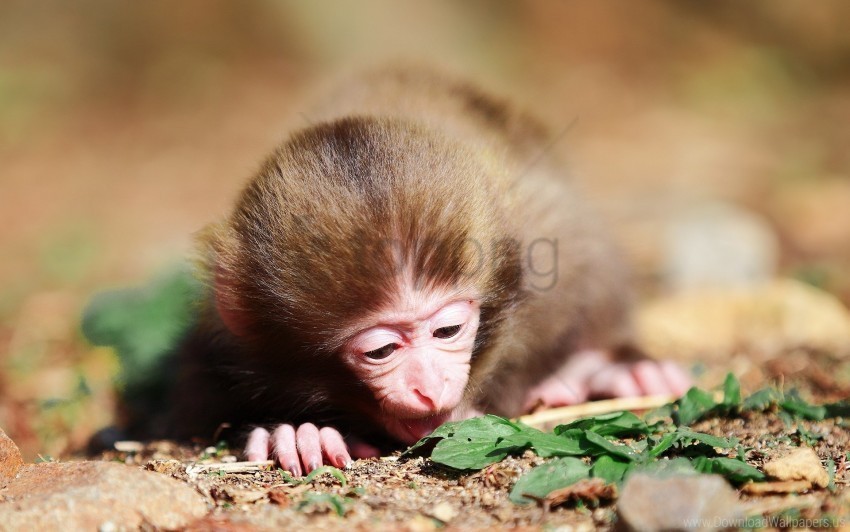 crawl grass monkey wallpaper PNG images with clear backgrounds