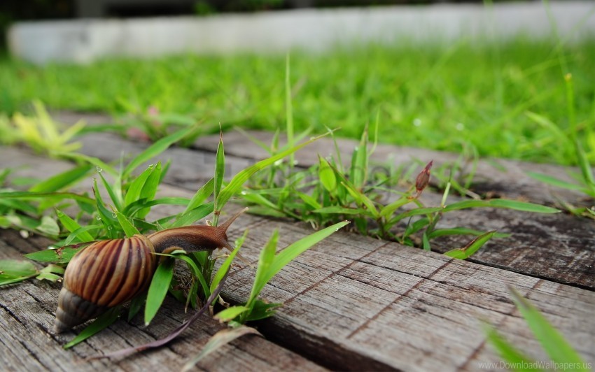 crawl grass snail wood wallpaper PNG images for graphic design