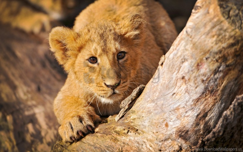 crawl hide lion cub wallpaper PNG with clear transparency