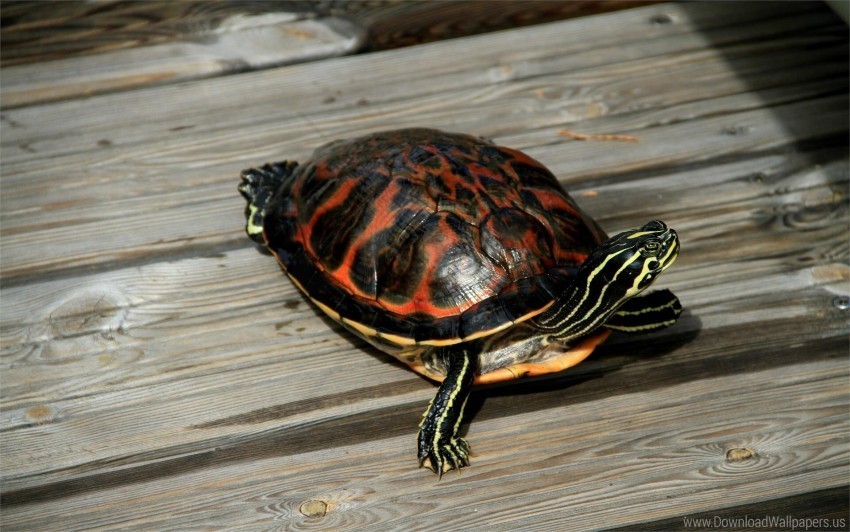 crawl shell turtle wooden floor wallpaper PNG images with alpha transparency wide selection