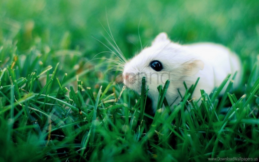 crawling grass hamster rodent wallpaper PNG with transparent bg