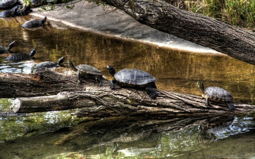 crawling nature river shell tree turtles wallpaper PNG format