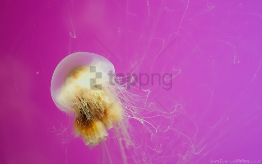 creature jellyfish swimming wallpaper PNG images for advertising