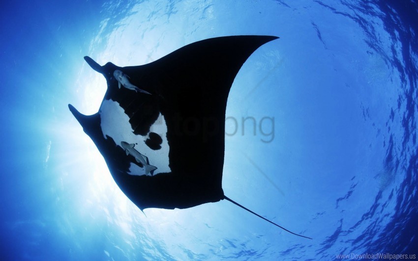 creature manta wallpaper Transparent PNG Isolated Graphic Detail