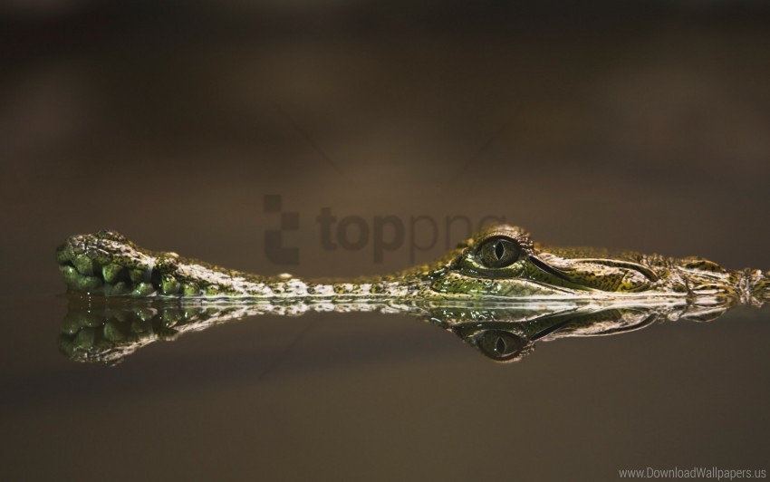 crocodile dangerous eyes snout water wallpaper Free PNG images with alpha channel compilation