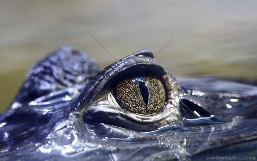 crocodile dangerous eyes wallpaper Free download PNG with alpha channel