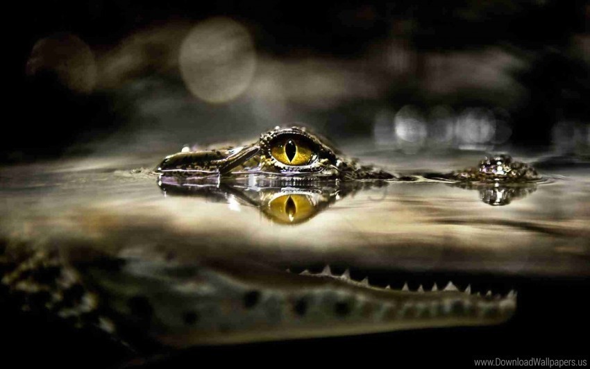 crocodile eyes hunting lurk predator water wallpaper PNG transparent photos vast variety