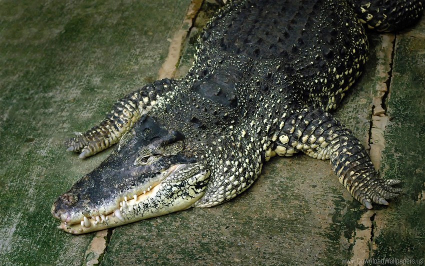 crocodile huge lie down wallpaper Transparent Background PNG Isolated Illustration