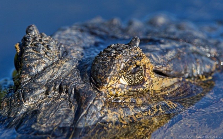 crocodile macro water wallpaper Free download PNG with alpha channel extensive images